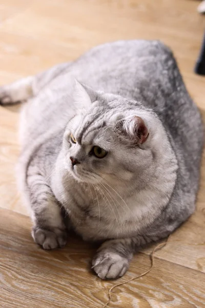 Yumuşak gümüş bir tekir İngiliz Shorthair kedisi, hafif ahşap bir zeminde rahatça uzanır.