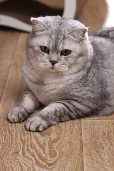 Ayırt edici katlanmış kulakları ve gri tekir çizgileri olan tüylü bir İskoç kedisi, hafif ahşap kaplamalı zeminde rahatça uzanır ve dikkatlice ileriye bakar.