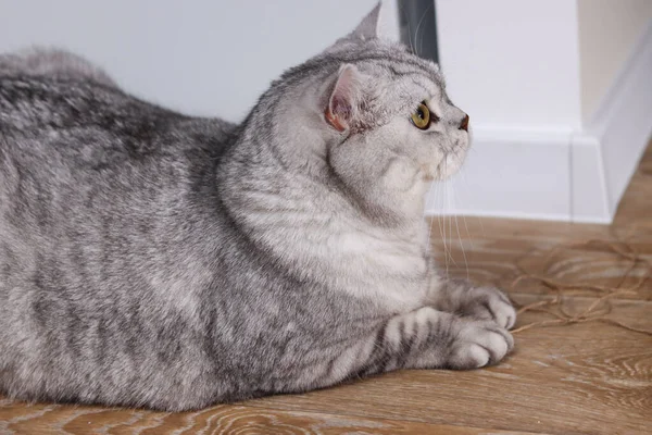 Güzel gümüş bir tekir İngiliz Shorthair kedisi belirgin işaretleri ve parlak sarı gözleri ile parlayan ahşap bir zemine uzanmış dikkatlice yan tarafa bakıyor.