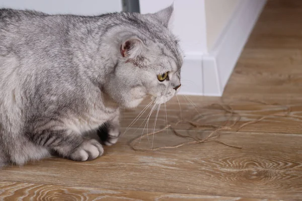 Gümüş bir tekir İngiliz Shorthair kedisi eğilir, bakışları ahşap bir zeminde birbirine dolanmış bir ip parçasına sabitlenir, oyuncu merak ve avcılık içgüdülerini gözler önüne serer