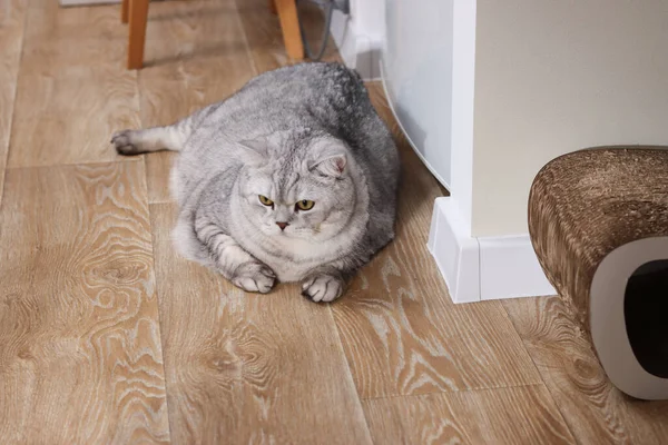 Dolgun, gri bir İngiliz Shorthair kedisi, çarpan sarı gözlü, hafif ahşap bir zeminde rahatça yatıyor, rahat bir ifadeyle kameraya doğru bakıyor.