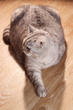 Ayırt edici tekir çizgili pofuduk gri İngiliz Shorthair kedisi açık renkli ahşap zeminde rahat bir şekilde yıkanır.