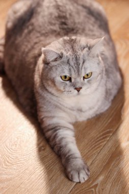 Ayırt edici işaretleri ve delici altın gözleri olan tüylü gri bir tekir kedi, yumuşak ışıkla yıkanmış, parlak ahşap bir yüzeyde rahatça dinlenir.