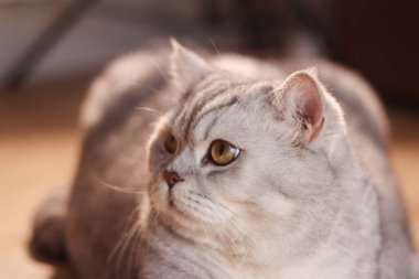 Yumuşak kürklü ve uyanık gözlü güzel bir tekir kedi, zarif özelliklerini ve sakin tavırlarını sergileyerek yakın plan çekilir.