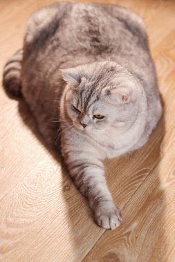 Yumuşak bir gümüş tekir kedisi açık renkli ahşap bir zeminde rahatça dinleniyor. Güneş ışığı sahnenin her tarafına gölge düşürüyor.