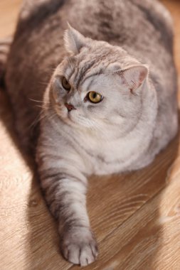 Ayırt edici gri tekir işaretli tüylü bir İngiliz Shorthair kedisi yumuşak ışıkla yıkanmış, parlak ahşap bir yüzeye rahatça uzanır.