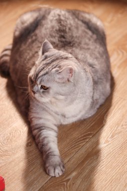 Yumuşak bir İngiliz Shorthair kedisi Gri tekir işaretleri ile açık renkli ahşap bir zeminde rahatça uzanır, ılık güneş ışığıyla yıkanır