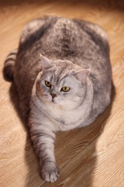 Tombul, gümüşi bir tekir İngiliz Shorthair kedisi belirgin yuvarlak özelliklere ve parlak sarı gözlere sahip ılık ahşap bir zeminde rahatça dinleniyor.