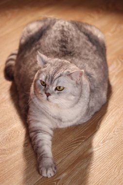 Dolgun bir İngiliz Shorthair kedisi vurucu gümüş kürklü rahat bir şekilde açık renkli ahşap zeminde dinleniyor, yumuşak bir gölge bırakıyor.