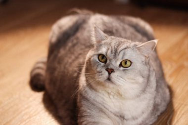 Sarı gözlü güzel bir İngiliz tekir kedisi, sıcak güneş ışığıyla yıkanmış ahşap bir zeminde uzanırken yakın plan çekimde yakalandı.