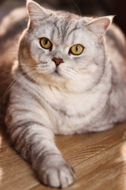 Güzel, gümüş renkli bir tekir İngiliz Shorthair kedisi ahşap bir zeminde uzanır, gözleri keskin sarı gözlerle ileri bakar.