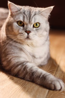 A beautiful silver tabby British Shorthair cat with piercing yellow-green eyes is lying down on a polished wooden floor, bathed in soft sunlight