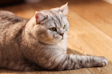 Ayırt edici tekir işaretleri olan tüylü gri İngiliz Shorthair kedisi, sıcak güneş ışığıyla yıkanmış, parlak ahşap bir yüzeyde rahatça dinleniyor.