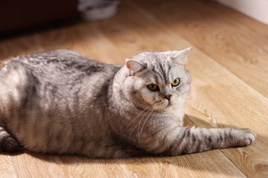Yumuşak, yeşil gözlü bir İngiliz Shorthair kedisi, sıcak güneş ışığıyla yıkanmış, ahşap bir zeminde rahatça dinleniyor.