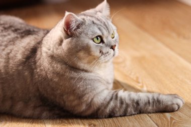 Ayırt edici tekir işaretleri ve parlak yeşil gözleri olan tüylü gri İngiliz Shorthair kedisi yumuşak güneş ışığıyla yıkanmış, parlak ahşap bir zeminde dinleniyor.