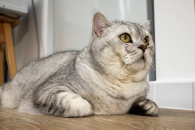 Yumuşak, gümüşi bir tekir İngiliz Shorthair kedisi canlı yeşil gözleri ile bir ahşap zeminde uzanmış merakla yukarıya bakıyor.