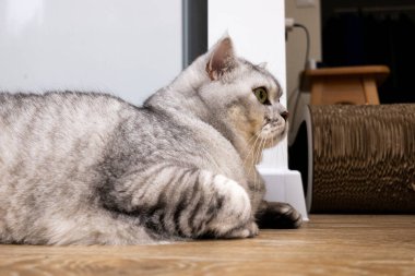 Yeşil gözlü, güzel gümüş bir tekir kedi parlayan ahşap bir zemine uzanmış kameranın dışında bir şeyi dikkatle izliyor.