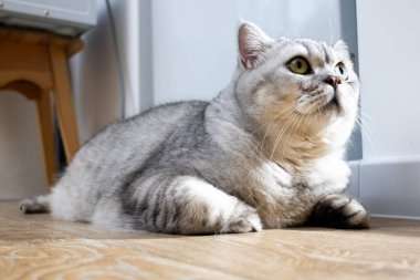 Yumuşak, yeşil gözlü bir İngiliz Shorthair kedisi parlayan ahşap zeminde doğal ışıkla yıkanmış yukarıya bakıyor.