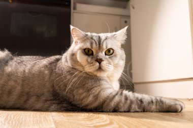 Ayırt edici gri tekir işaretleri ve parlak sarı yeşil gözleri olan tüylü bir İngiliz Shorthair kedisi parlak ahşap bir yüzey üzerinde rahat bir şekilde dinleniyor.