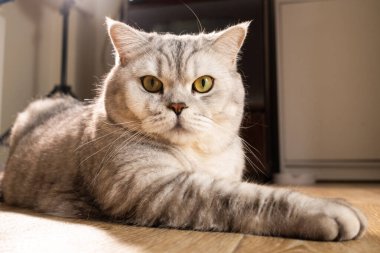 Görkemli bir gümüş tekir İngiliz Shorthair kedisi, çarpan sarı gözlü, yumuşak güneş ışığıyla yıkanmış, ahşap bir zeminde rahatça dinleniyor.