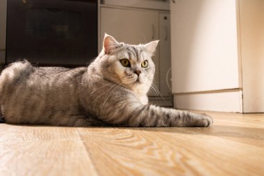 Bu sevimli gümüş tekir kedi içeride rahatça dinleniyor. Bakışları çerçevenin dışındaki bir şeye sabitlenmiş.