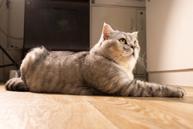 Yumuşak, yeşil gözlü bir İngiliz Shorthair kedisi, parlayan ahşap zeminde rahatça uzanıyor.