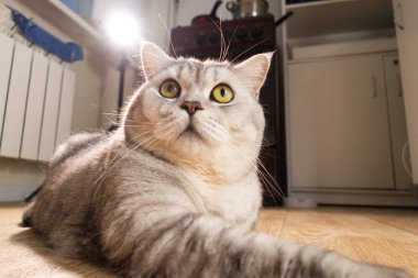 Gümüş tekir işaretleri ve geniş, meraklı gözleri olan bir ev kedisi, yumuşak ışıkla yıkanmış, ahşap zeminde dinleniyor.