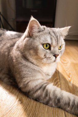 Güzel gümüş bir tekir İngiliz Shorthair kedisi ahşap bir zeminde uzanır, bakışları kameranın dışındaki bir şeye sabitlenir.