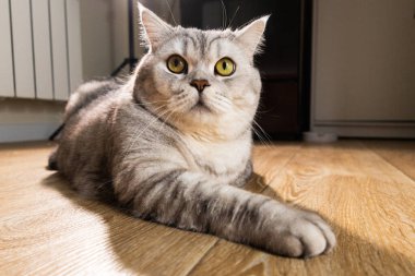 Sarı gözleri ve gümüş tekir işaretleri olan evcil bir kedi yumuşak ışıkla yıkanmış, parlak ahşap bir zeminde rahatça dinleniyor.