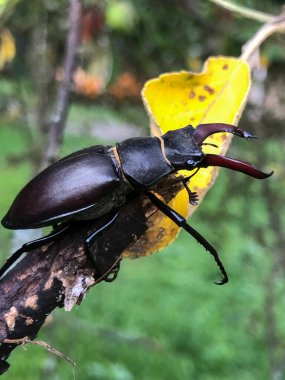 Detaylı bir yakın plan çekimde büyük bir erkek böceği, Lucanus cervus, kırmızı uçlu çene ve koyu dış iskeletini, bulanık yeşil arka planı ve sarı yapraklı kaba bir dal üzerinde dinlenirken gösterir.
