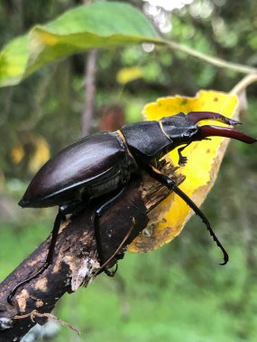 Yakından bakıldığında, kırmızı uçlu çene kemikleri olan büyük bir geyik böceği, yeşil yapraklı bulanık bir dal ve sarı yaprakla çevrili bir dal üzerinde dinleniyor.
