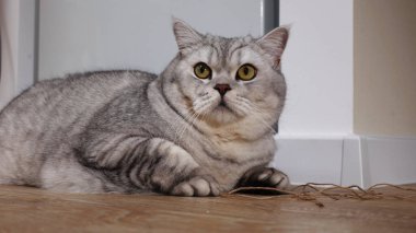 Geniş, uyanık gözlü tüylü, gümüş renkli bir tekir İngiliz Shorthair kedisi merakla izleyiciye bakıyor.