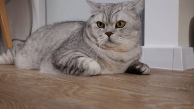 Sarı gözlü güzel bir İngiliz tekir kedisi açık renkli ahşap bir zeminde yatıyor.