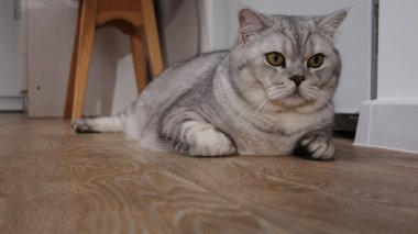 Büyüleyici sarı gözlü güzel bir İngiliz tekir kedisi açık renkli ahşap bir zemine uzanmış, tetikte ve meraklı görünüyor.