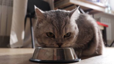 Yeşil gözlü evcil bir kedi dikkatle boş yemek tabağına bakar ve bir yemek bekler.