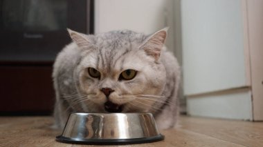 Huysuz görünümlü, sarı gözlü İngiliz Shorthair kedisi, yemek yerken ağzı açık olan yemek kasesine yoğun bir şekilde odaklanır.