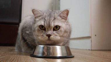 Sarı gözlü bir ev kedisi boş bir metal yemek tabağına dikkatle bakar ve bir sonraki yemeğini bekler.