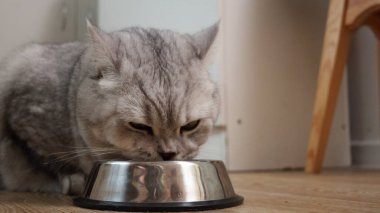 Evcil bir stenografinin vurucu tekir işaretleri vardır. Paslanmaz çelik bir kaptaki yemeğine odaklanır ve evcil hayvan bakım anının altını çizer.