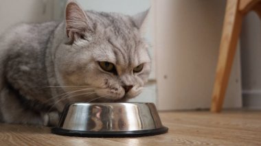 Yeşil gözlü bir ev kedisi yemeğini paslanmaz çelik bir kapta yemeye odaklanır ve beslenme davranışını gösterir.