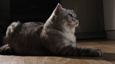 Gümüş kürklü güzel bir İngiliz Shorthair kedisi zarif bir şekilde ahşap zemine yaslanır, bakışları çerçevenin ötesinde bir şeye sabitlenir.