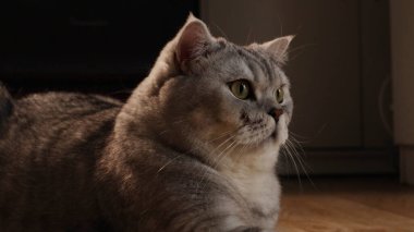 Ayrıntılı bir yan bakış, lüks kürkü ve tetikte bakışları yakalar. İngiliz Shorthair kedisi ahşap bir zeminde dinleniyor.