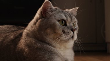 Ayrıntılı bir profil görüntüsü, gümüş renkli bir tekir kedinin tüylerini ve özelliklerini vurgulayan yumuşak ışıklandırmasıyla iç mekanda dinlenen sakin ifadesini yakalar.