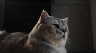 Görkemli bir gümüş gölgeli İngiliz Shorthair kedisi kalın bir palto ve uyarı ifadesi ile dikkatle uzaklığa bakıyor, yeşil gözleri parlıyor.