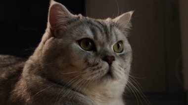 Yumuşak kürk dokusunu ve tetikte bakışlarını vurgulayan evcil bir kedinin detaylı bir görüntüsü.
