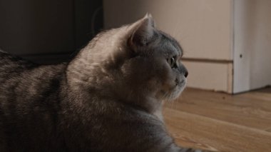 İngiliz Shorthair kedisinin yüzünün detaylı bir görüntüsü, yoğun kürkünü ve kapalı mekan aydınlatmasında uyarı ifadesini sergiliyor.