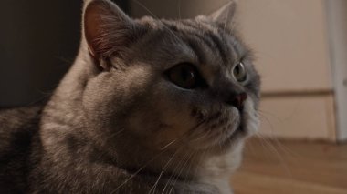 Ayrıntılı bir profil görüntüsü, tüyleri yumuşak, doğal ışık tarafından vurgulanan yerli bir stenografinin sakin ifadesini yakalar.