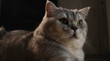 Detaylı bir yakın plan, tüylü kürkünü ve yoğun bakışlarını vurgulayan gümüş renkli bir tekir kedinin sakin ifadesini yakalıyor.