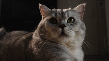 Yumuşak gri kürklü, ayırt edici işaretleri olan güzel bir İngiliz Shorthair kedisi dikkatlice uzaklara bakar, yumuşak ışıkla yıkanır.