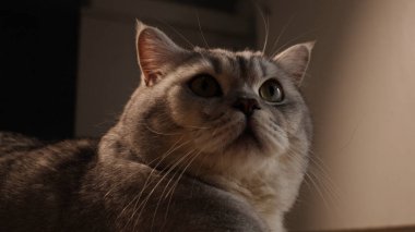 Yumuşak kürklü ve uzun bıyıklı güzel gümüş bir tekir kedi yukarıdaki bir şeye dikkatle bakar, hafif bir ışıkla yıkanır.