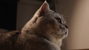 Detaylı bir yan profil, yumuşak ışıkla yıkanmış yeşil gözlü pelüş gri bir kedinin huzurlu ifadesini yakalar.